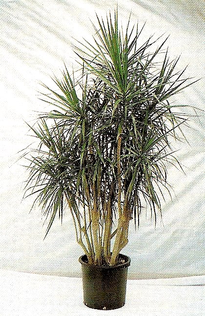 10" Dracaena Marginata Exotic